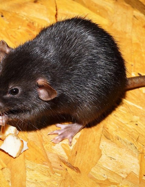 rat, color rat, black-2804058 rat, color rat, black