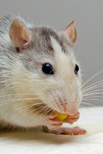 rat, pets, eat-440987 rat, pets, eat